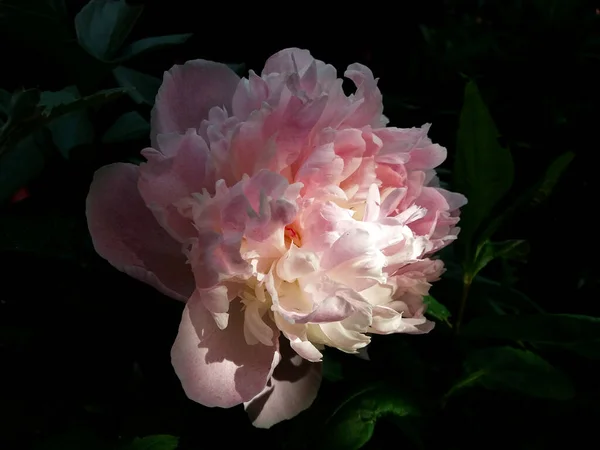 Große Pfingstrosenblüte Mit Weißen Und Rosa Blütenblättern Auf Dunkelgrünem Hintergrund — Stockfoto