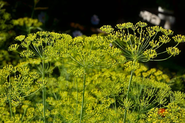 Dill Blooming Yellow Flowers Young Green Plants Inflorescences Form Cups Stock Picture