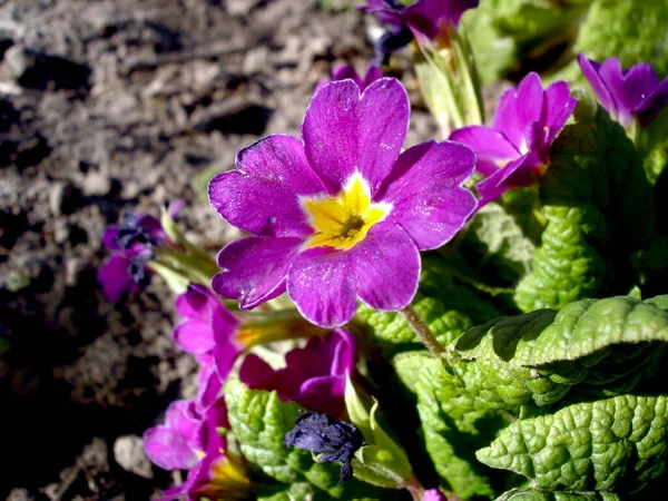 Viola Met Paarse Bloemblaadjes Een Groene Struik Met Bladeren Geplant — Stockfoto