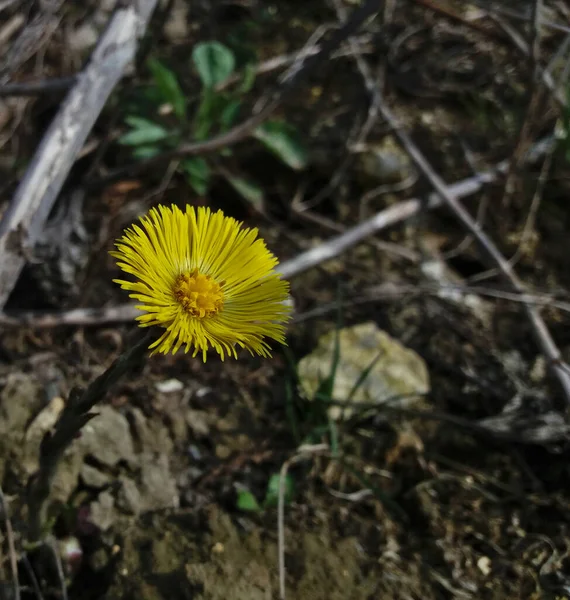 Uma Flor Coltsfoot Uma Haste Primavera Pétalas Amarelas Uma Fábrica — Fotografia de Stock