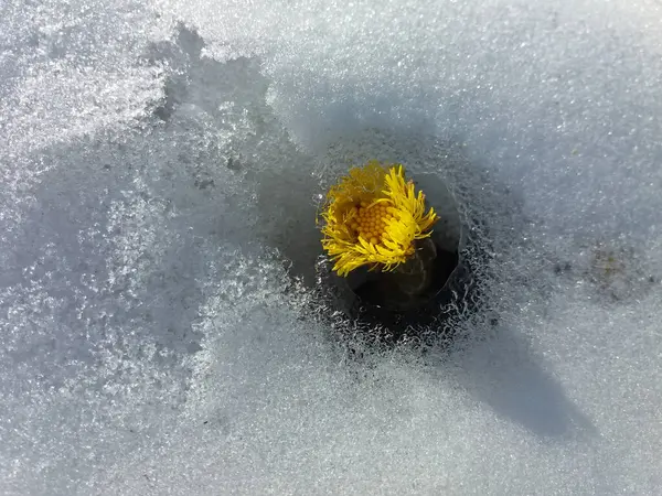 Bahar çiçeği Coltsfoot kıştan sonra beyaz karda yol alıyor. Sarı çiçekli bir şifalı bitki..