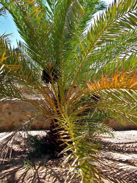 Palme Zaun Der Oase Des Beduinendörfchens Auf Dem Sinai — Stockfoto