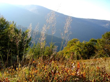 Dağlık arazideki bir çayırda sonbahar otları. Dağların, ağaçların ve gökyüzünün arka planına yakın çekim.