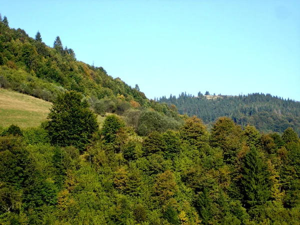 緑のスプルースの緑の森と青空の落葉樹が生い茂る山 — ストック写真