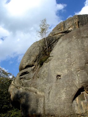 Mavi gökyüzüne karşı bir kayanın üzerindeki genç huş ağacı. Dağlar Karpatlar, Dovbush Kayaları