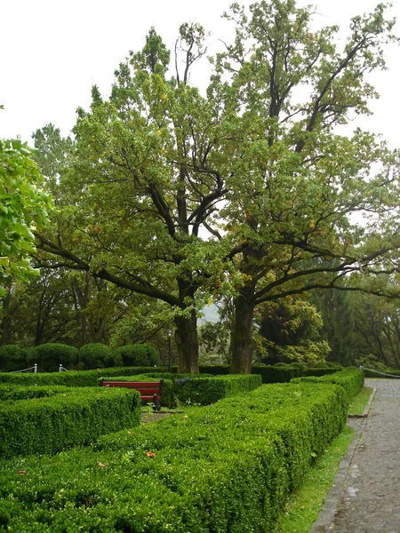 在有小巷和长椅的公园里 在一棵树的周围 绿色的灌木丛被切成了正方形 — 图库照片