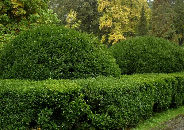 Cespugli Sferici Nel Parco Due Consecutivi Lungo Siepi Verde Alberi — Foto Stock