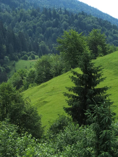 Spruzzi Alberi Forestali Montagna Spiaggia Verde Sul Pendio — Foto Stock