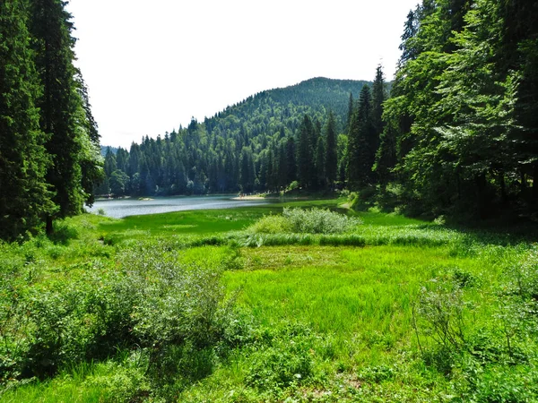 Spruzzi Pendio Montagna Rive Lago Montagna Nei Carpazi Verde Cavo — Foto Stock