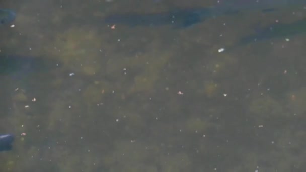 Peces trucha arco iris nadan bajo la superficie del agua — Vídeo de stock