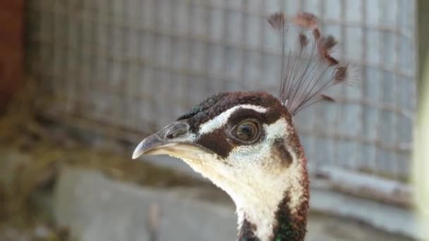 Peacock bird in the zoo. Pavo cristatus — Stock Video