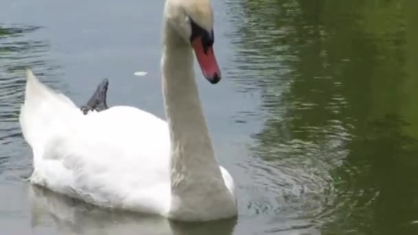 Slapen Witte Zwaan Watervogels Een Vijver Met Uitstekende Poot — Stockvideo