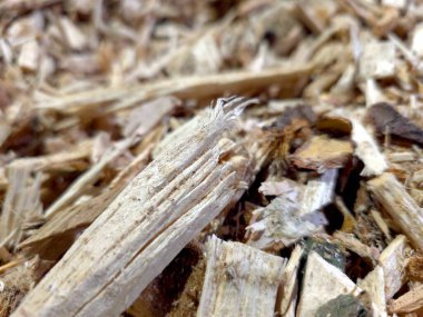 Ahşap parçaları zemini kaplıyor, sıcak bir yaz öğleden sonrası boyunca kereste deposunda yapılan çalışmaların küçük parçalarını ve talaşlarını gösteriyor..