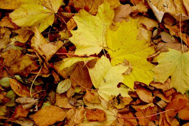 Yellow and brown leaves lie scattered on the ground in a forest. The colors show the change of season as trees lose their leaves during autumn.