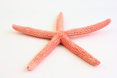 beyaz arkaplanda denizyıldızı