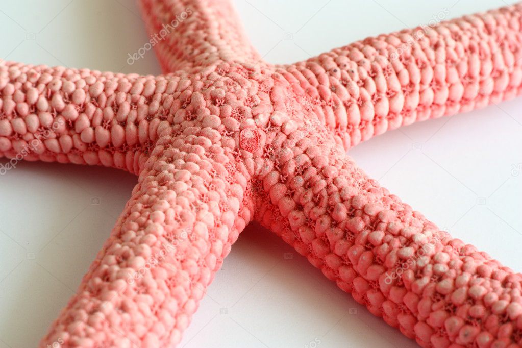 Closeup view of starfish