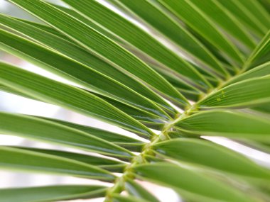 Palmiye yaprakları su tutmak