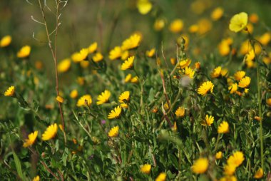 Çimenlerdeki sarı çiçekler