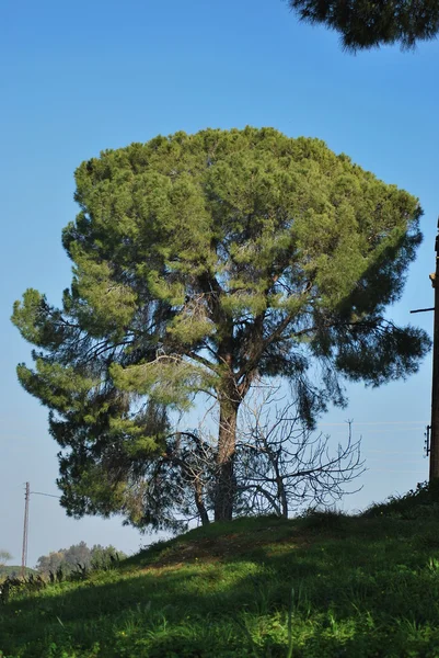 Großer einsamer Baum in einem Hügel — Stockfoto