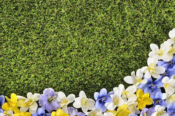 Spring flower border background, grass copy space