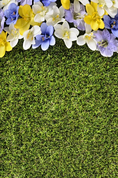 Spring flower border background, grass copy space