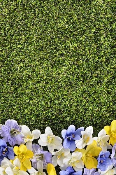 Spring flower border background, grass copy space — Stock Image Spring flower border background, grass copy space Stock Photo