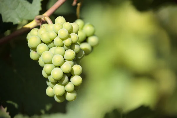 Vinice bílých hroznů Chardonnay Burgundsko Francie closeup — Stock fotografie