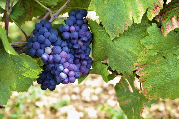 Red pinot noir red wine grapes Burgundy vineyard France. — Stock Photo, Image