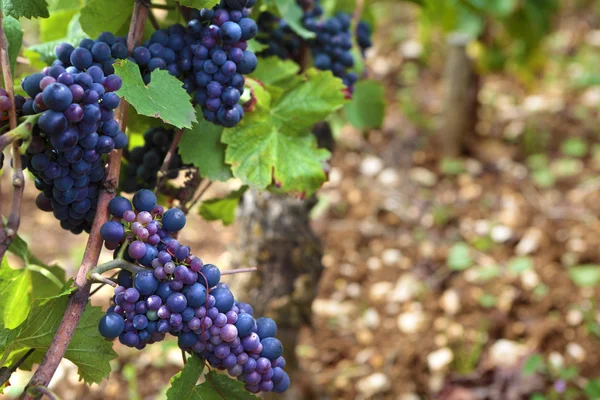 Pinot noir vermelho uvas de vinho tinto Vinha da Borgonha França . — Fotografia de Stock
