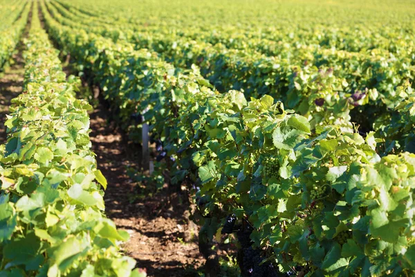 Піно Нуар червоне вино вино вино виноградник борделі Франція — стокове фото