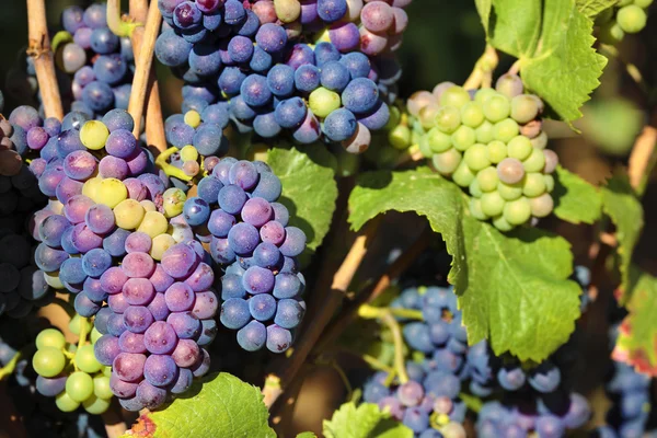 Vino tinto uvas Borgoña viñedo francia — Foto de Stock