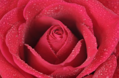 kırmızı gül gülümsemek