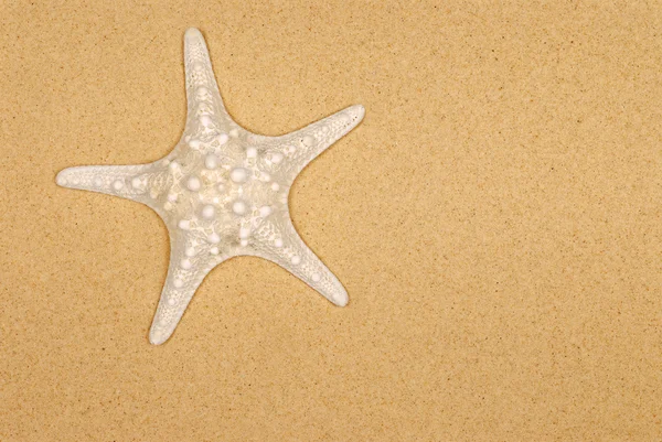 Estrella de mar sobre arena — Foto de Stock