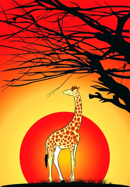 Giraffe bij zonsondergang — Stockvector