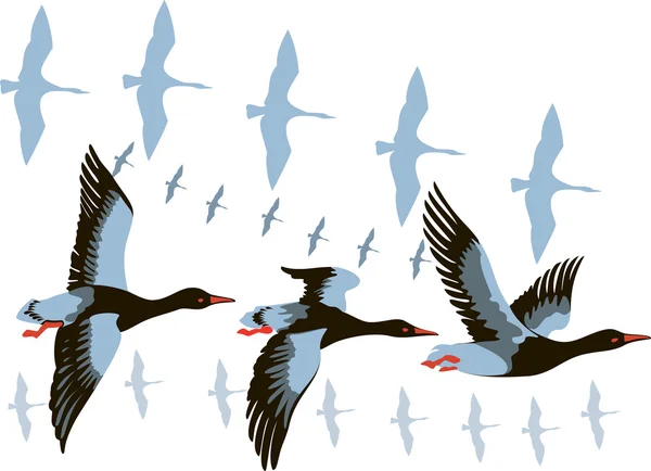 Wild geese in flight — Stock Vector