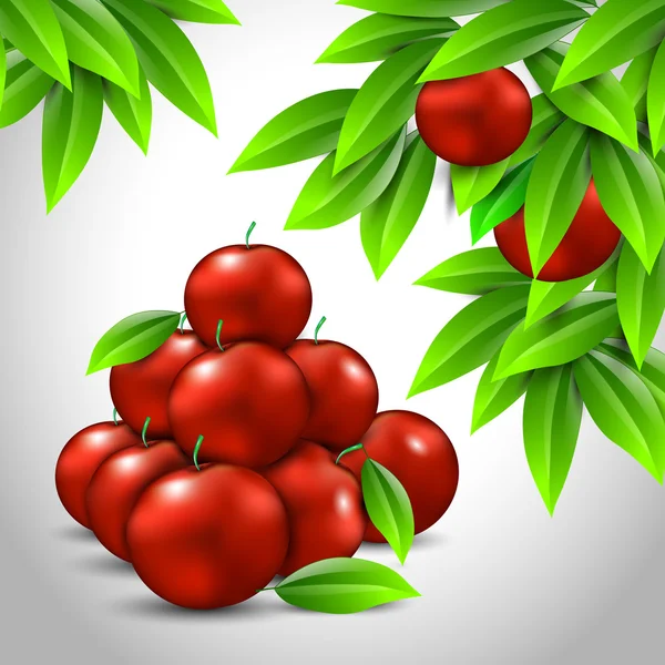 Several red apples green leaves white background — Wektor stockowy