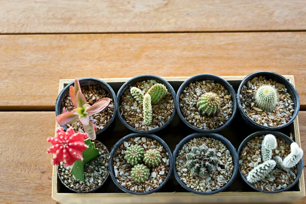 Small cactus in pot — Stock Photo, Image