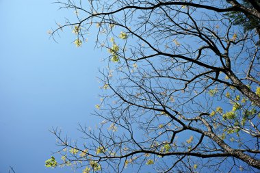 ağaç dalı ile genç yaprak yeşil 