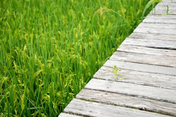 Camminata in legno sul campo verde — Foto Stock