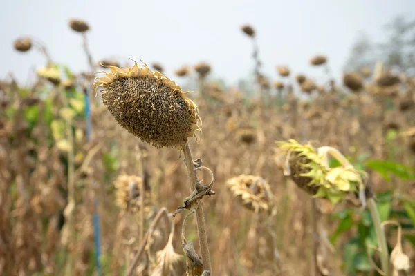 Gruppe von Sonnenblumenfarmen mit trockenem Tod — Stockfoto