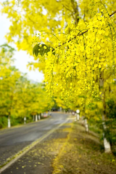 Die Straße voll gelber Blume ratchaphruek — Stockfoto