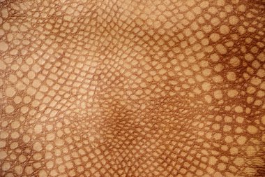 Stüdyoda çekilmiş kahverengi deri timsah deseni. 