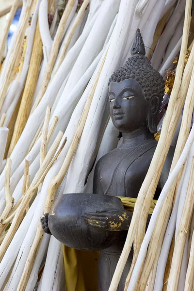 Statue de bouddha dans le groupe de bois de branche — Photo