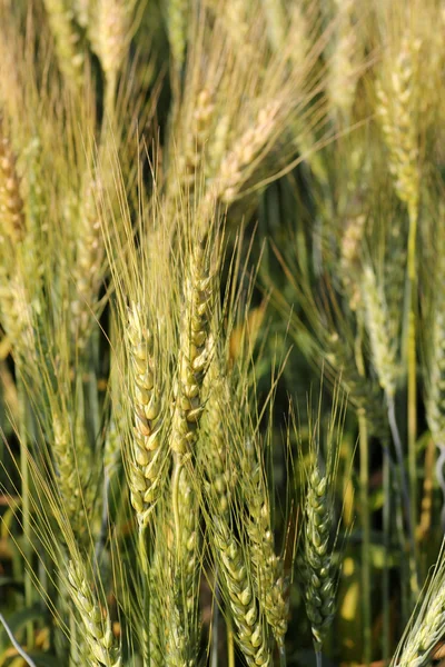 Blur verde joven campo de cebada iniciar el crecimiento del grano — Foto de Stock