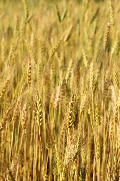 Blur Crecimiento de grano de campo de cebada — Foto de Stock