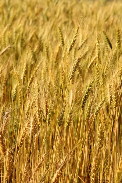 黄色の麦畑をぼかし — ストック写真