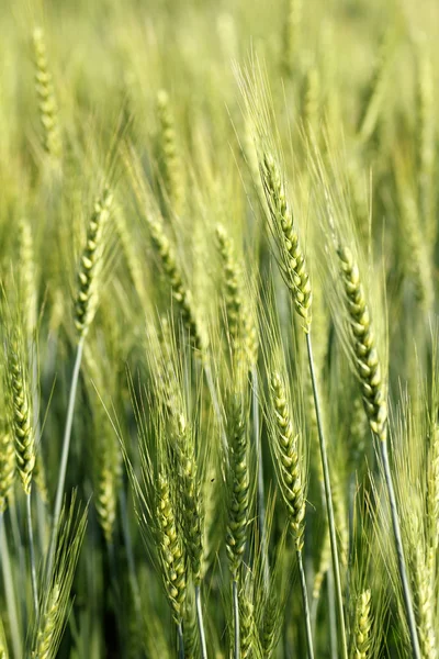 Campo de cebada verde iniciar temporada de crecimiento de granos — Foto de Stock