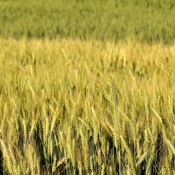 Sfocatura giallo campo d'orzo — Foto Stock