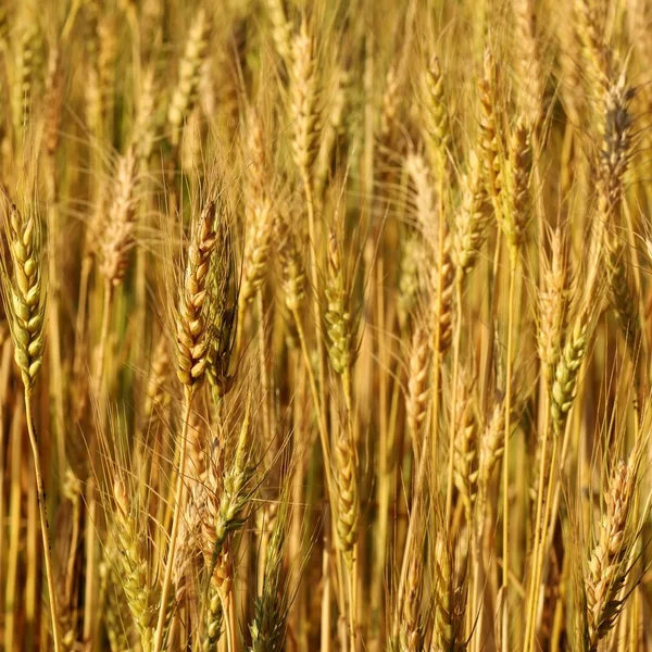 Oskärpa gula korn fältet — Stockfoto