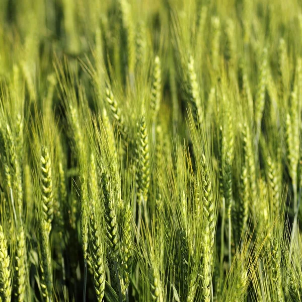 グリーン大麦フィールド開始穀物成長の季節 — ストック写真